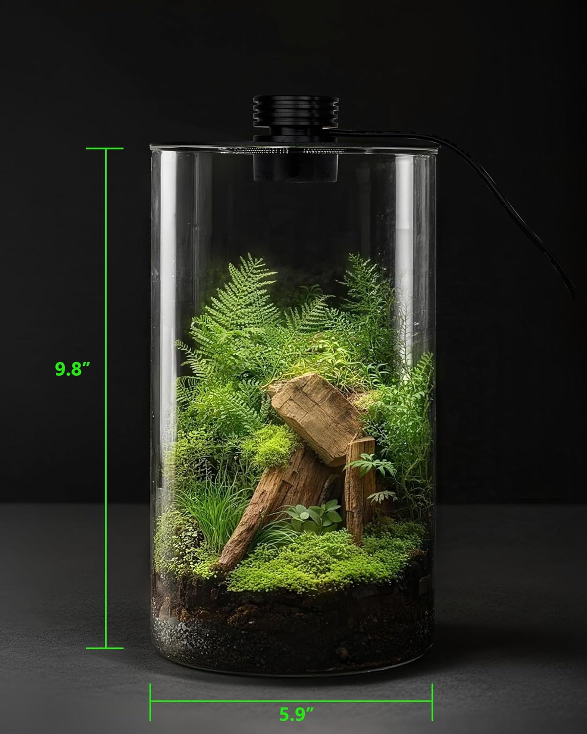 Terrario de Vidrio para Interi - Office Lighting Decor reseña y precio