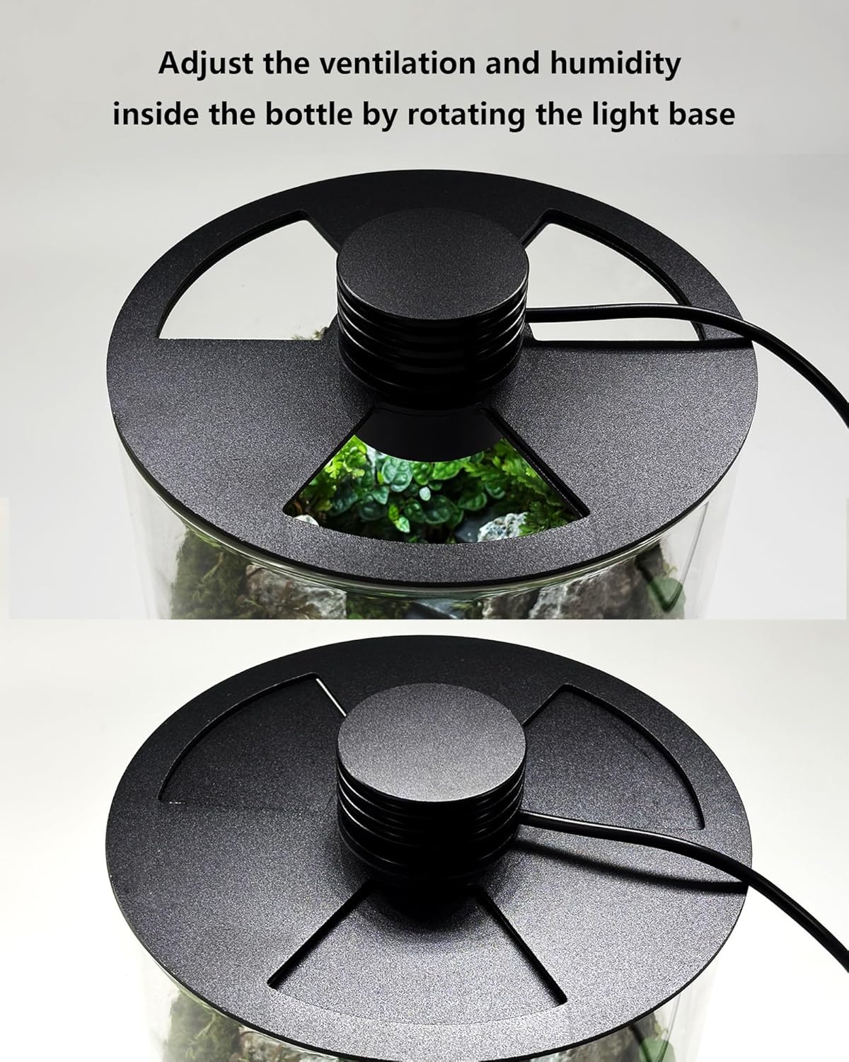 Terrario de Vidrio para Interi - Office Lighting Decor reseña y precio